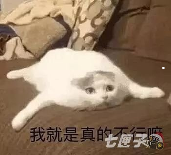猫的花色叫法最全