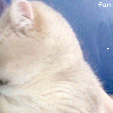 掉毛少又温顺的猫