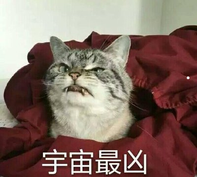 猫为什么看得出将死之人