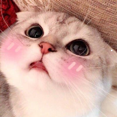 防止猫咪进卧室的方法