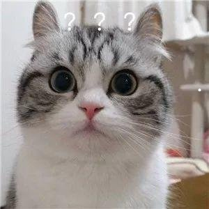 杜宾犬身高体重对照表