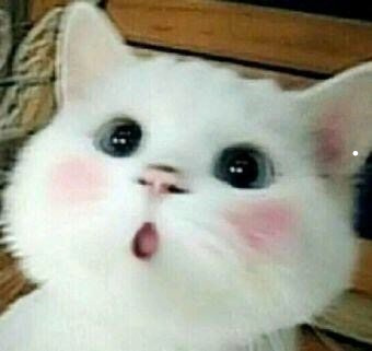 宠物店回收猫么
