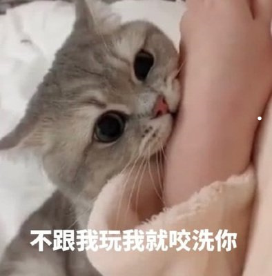 灰长毛猫什么品种图片