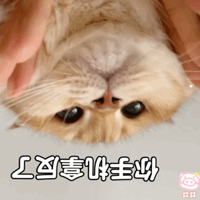 2个月宠物猫怎么喂养