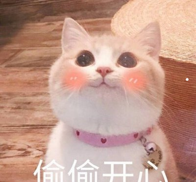 喜欢自己的猫不喜欢别人的猫