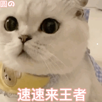 猫叫死人会起来