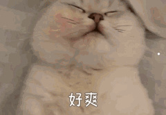 拉布拉多犬图片成年