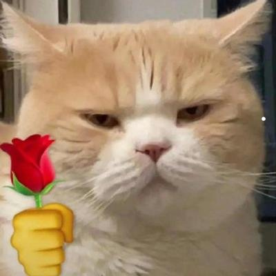 把猫崽全卖了猫妈妈会怎么样