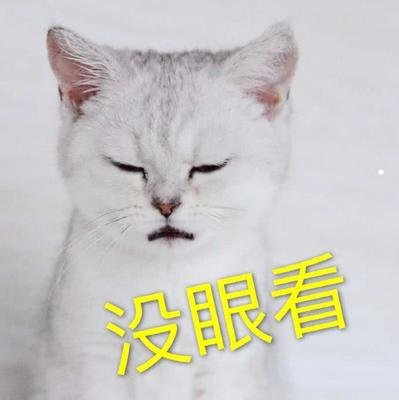 布偶猫的品种图解海双
