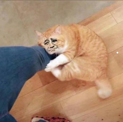 银渐层猫怎么区分品相
