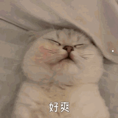 猫的品种的名字