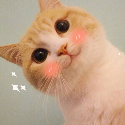 猫丢了又找回来了意味着什么