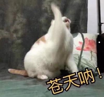 在猫咪面前嘿嘿它会怎么想的视频