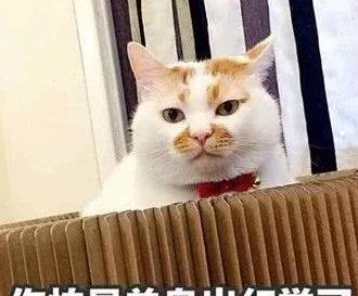 养猫麻烦吗
