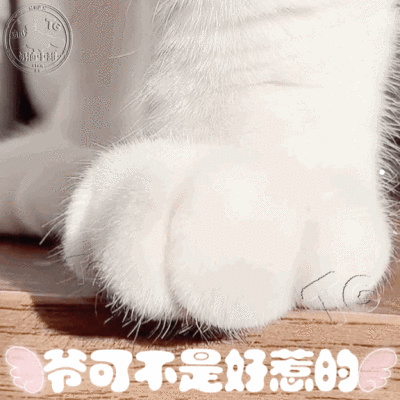 你养的狗是你前世的亲人