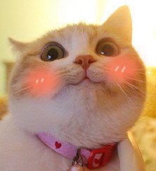 猫抓狗咬100块钱意外管吗