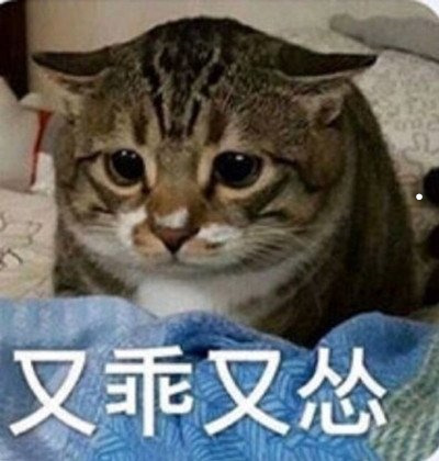 宠物猫狗图片