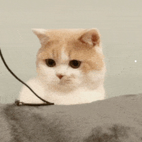 黄眼睛的猫是什么品种图片