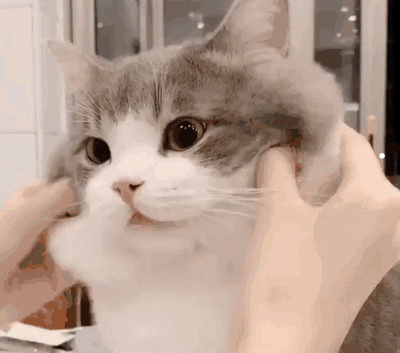 布偶猫几月份掉毛最严重