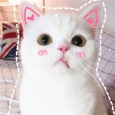 猫友好的叫声播放