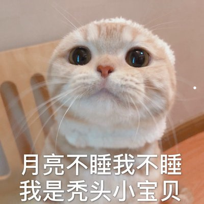 纯黑猫值多少钱