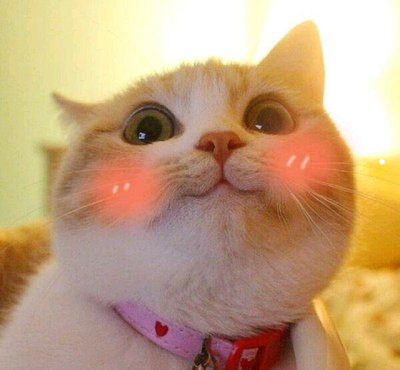 小猫品种大全图片名字