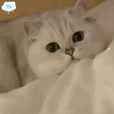 被猫抓了猫不见了怎么办