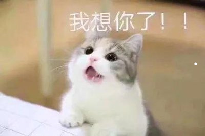 短腿猫性格粘人温柔吗
