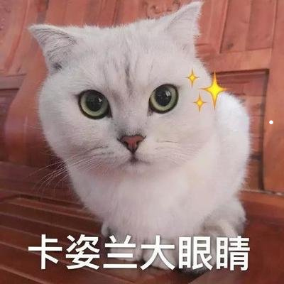 金丝熊几个月成年定型图片