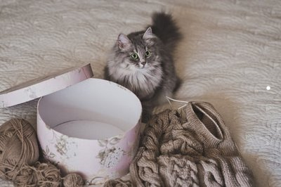 猫突然叫个不停怎么回事