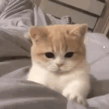 猫一天叫到晚是为什么