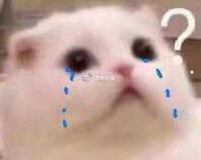 2个月小猫临死前征兆