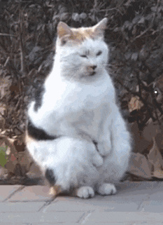 养猫人的可爱尊称