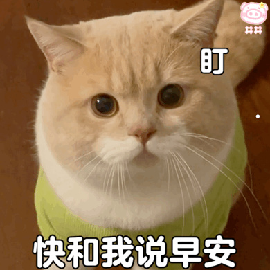 猫咪喜欢同类吗