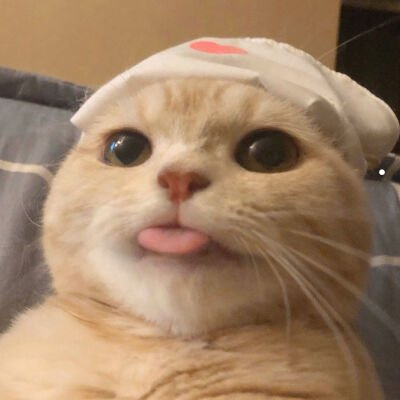 猫在楼道里走丢怎么办