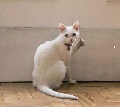 一只加菲猫大概要多少钱