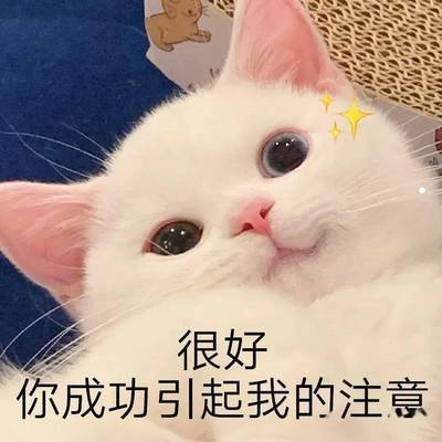 一只猫要多少钱