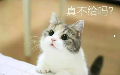 什么品种的猫最高贵