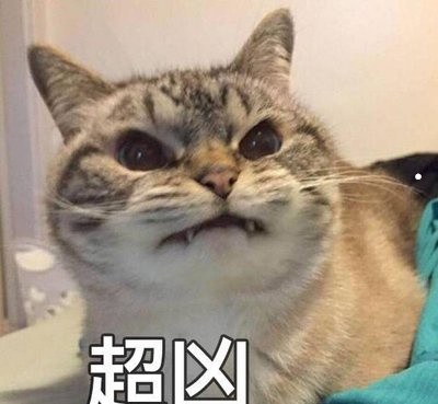 常见的家猫种类