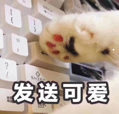 最适合当宠物的鸟