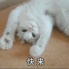 博美犬的价格多少钱一只