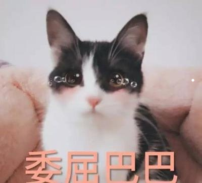 黑色长毛猫有哪些品种