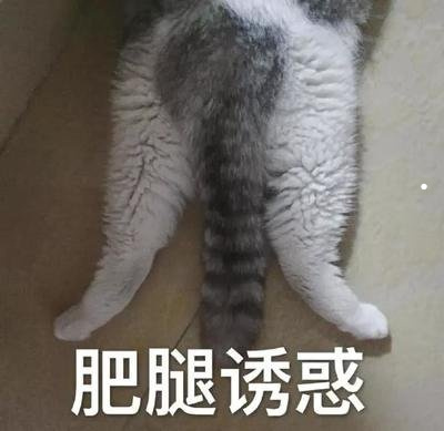 宠物狗大全图片及名称中型