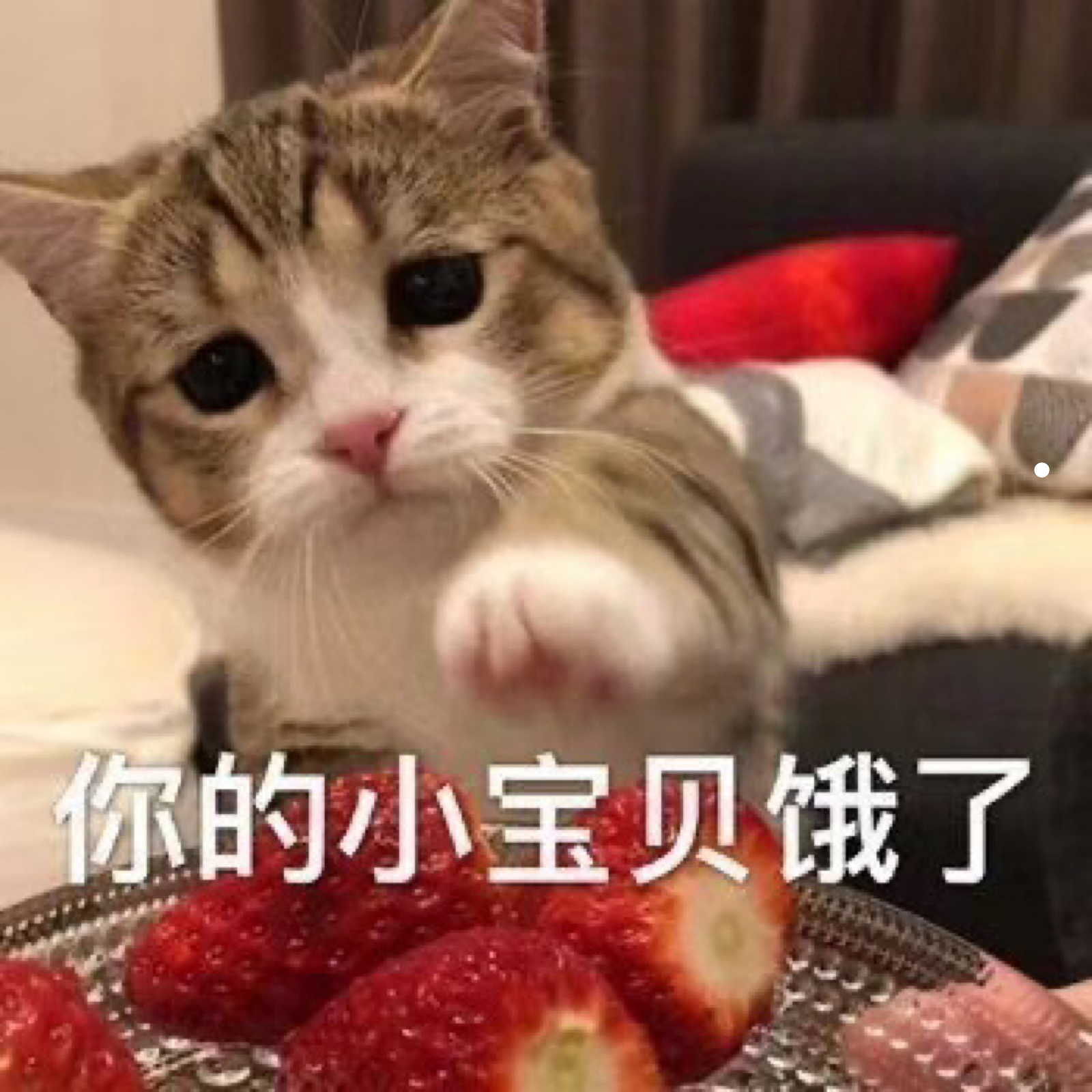 加菲猫饲养