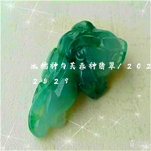 冰糯种与芙蓉种翡翠/2023103152829