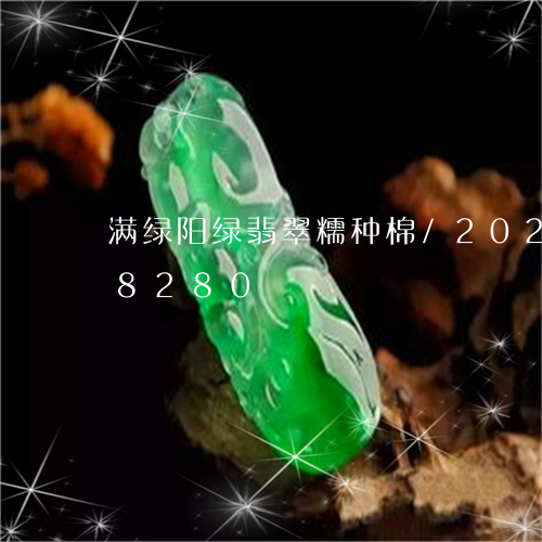 满绿阳绿翡翠糯种棉/2023120628280