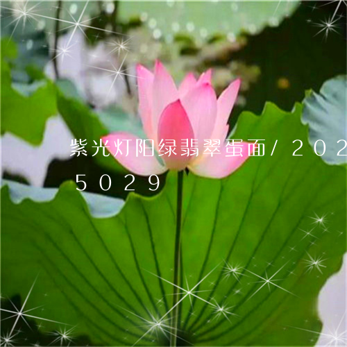 紫光灯阳绿翡翠蛋面/2023102555029