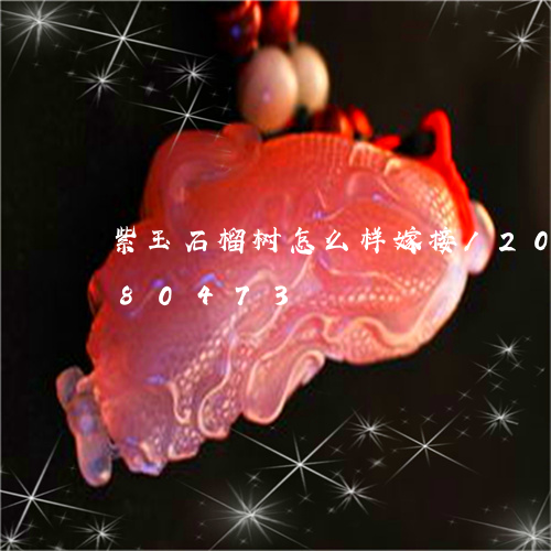 紫玉石榴树怎么样嫁接/2023112480473