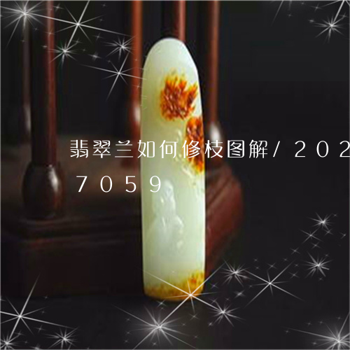 翡翠兰如何修枝图解/2023112327059