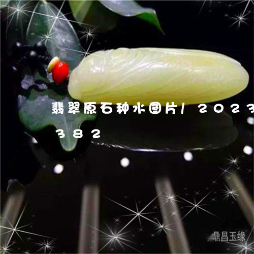 翡翠原石种水图片/2023120469382